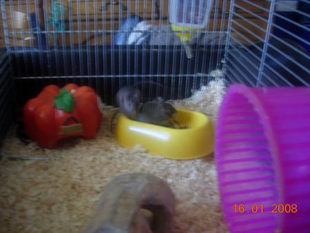 thalia et misty
