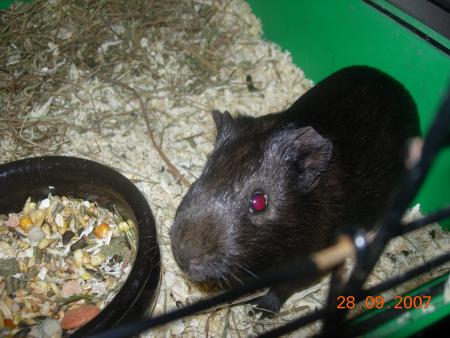 mister filou