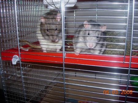les ratoux