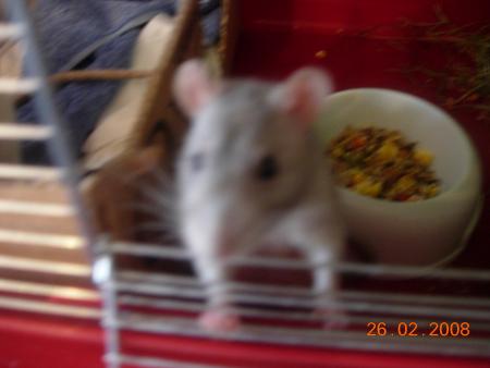 un ratou ^^