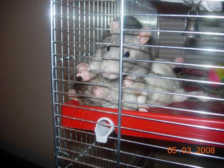 les ratoux