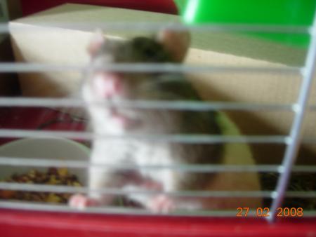 ratou