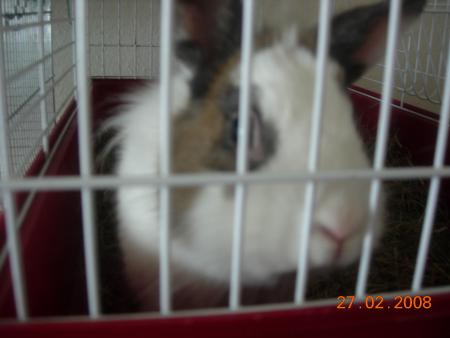 charlot ^^