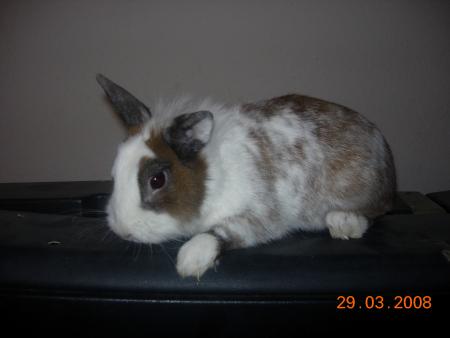 charlot ^^