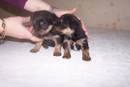 lucky et snoopy