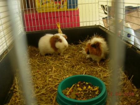 razmoket et chipie 
