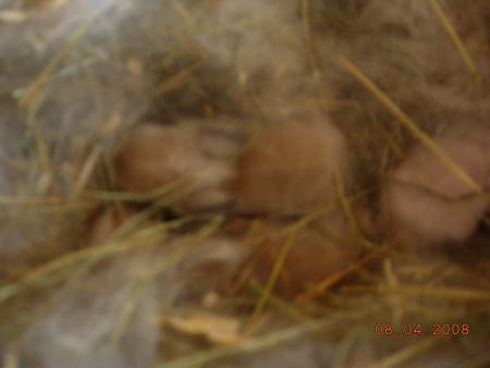 2 des bebes de ninia