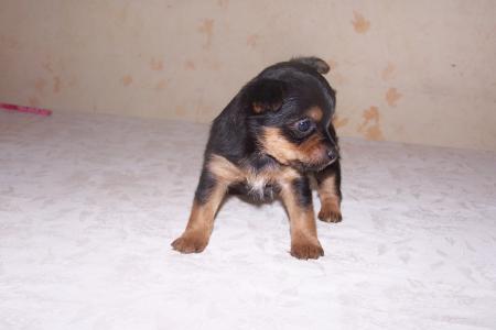 snoopy