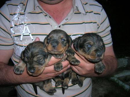 petit chiot