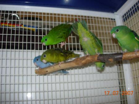 mes piou piou